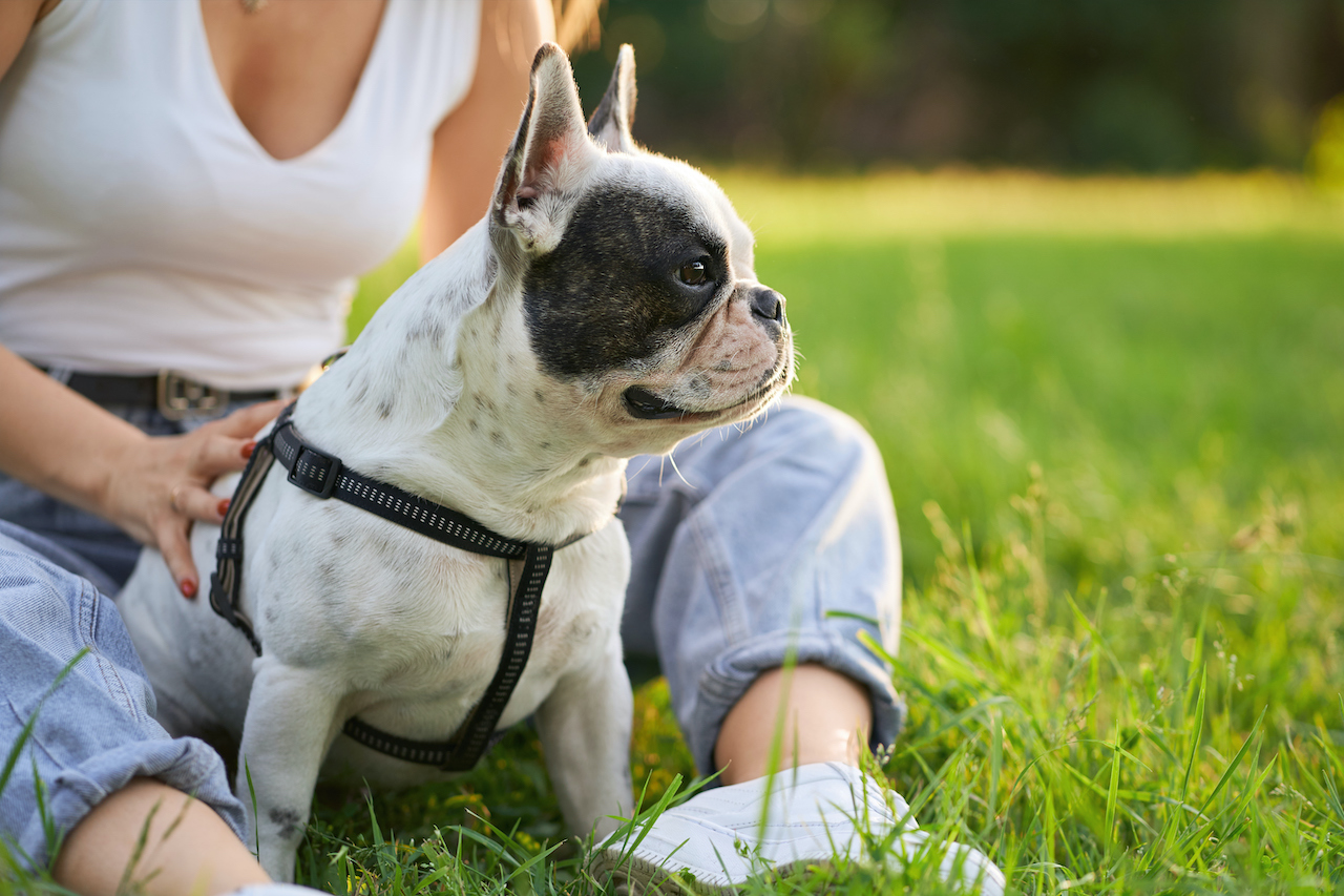 französische Bulldogge